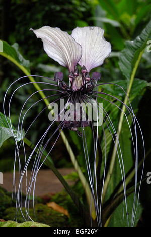 Tacca SP. Dioscoreaceae in Blüte, National Orchid Garden, botanische Gärten, Singapur Stockfoto