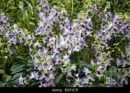 Orchideen, National Orchid Garden, botanische Gärten, Singapur Stockfoto