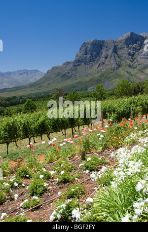 Delaire Graff Estate Helshoogte Bergpass, Stellenbosch Stockfoto