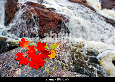 Blätter fallen neben einem Wasserfall entlang des Sand River, Pinguisibi Trail, im Lake Superior Provincial Park, Great Lakes, Ontario, C Stockfoto