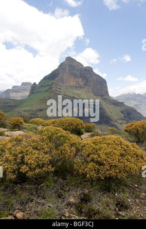 uKahlamba Drakensberg Berge Cathedral Peak Stockfoto