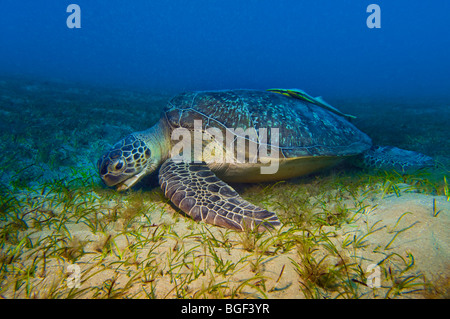 grüne Meeresschildkröte Caretta und Echeneidae REMORA SHARKSUCKER RED SEA Turtle tiefblauen Hintergrund Tierwelt Fisch Ägypten ABU DABAB pela Stockfoto