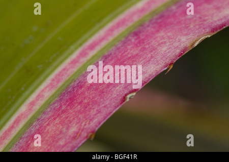 Bromelie Blatt - Harveys stolz Blatt detail Stockfoto