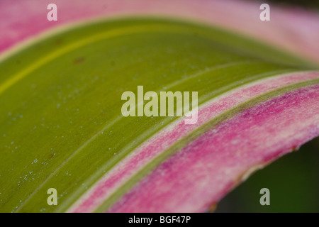 Bromelie Blatt - Harveys stolz detail Stockfoto