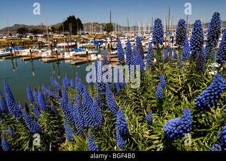 Stolz von Madeira Gashouse Cove Marina San Francisco, Kalifornien Stockfoto