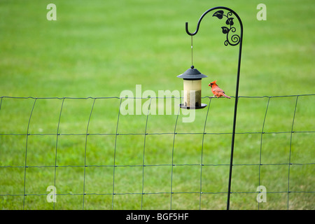 Kardinal auf Zaun Essen Samen von Vogelhäuschen Stockfoto