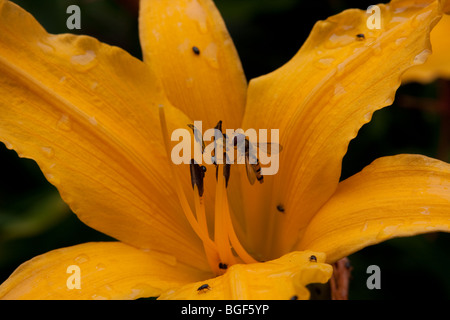 Hemerocallis Burning Daylight Stockfoto