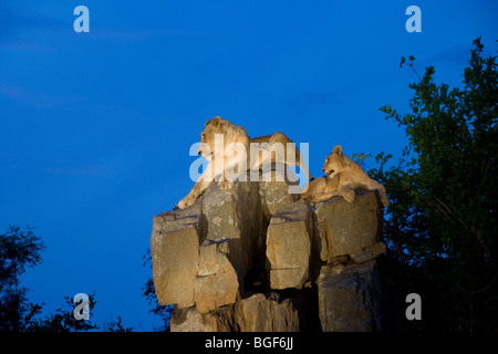 Löwen bei Mala Mala South Africa Stockfoto