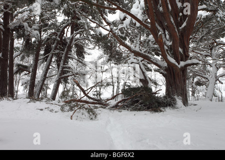 Zweige schnappte aus ein Reifen Scots Kiefer Pinus Sylvestris durch schwere Schneefälle Glenmore Forest Rothiemurchus Cairngorms Schottland Stockfoto