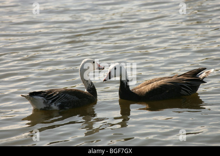 Weniger Schnee Gänse (Anser caerulescens Caerulescens). Blaue Phase Paar auf dem Wasser. Pre-copulatory Verhalten. Stockfoto