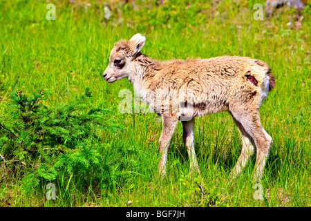 Bighorn Schafe Lamm, Ovis Canadensis, entlang der Lake Minnewanka Loop Road, Banff Nationalpark, Alberta, Kanada. Stockfoto