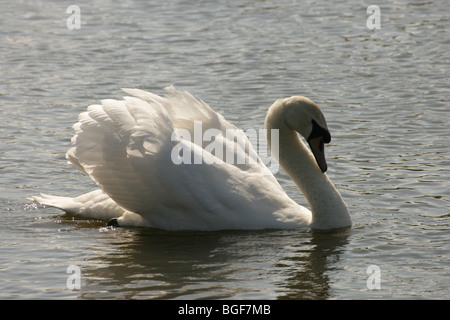 Höckerschwan (Cygnus Olor). Maiskolben oder männlich, "Straßenmusik". Stockfoto