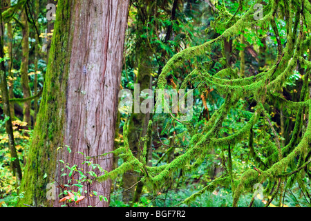 Ästen bedeckt mit üppigen grünen Moos und den Baumstamm westliche rote Zeder, Thuja Plicata, während der Rückgang der rainfore Stockfoto