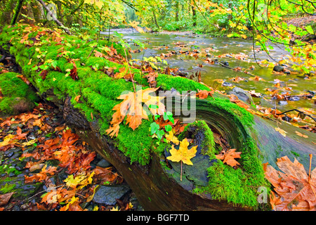Umgestürzter Baum in üppigen grünen Moos bedeckt und goldene Blätter im Herbst an den Ufern des Flusses Goldstream im Regenwald o Stockfoto