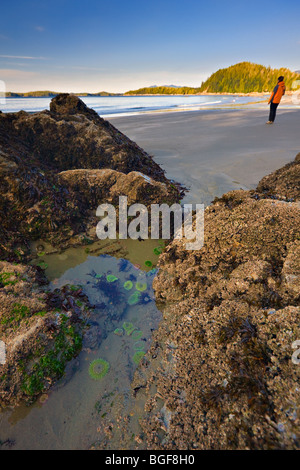 Seeanemonen in ein Gezeitenbecken in einem Felsvorsprung und einer Frau im Hintergrund, Stadt von Tofino, ein Tra Tonquin Strand entlang spazieren Stockfoto