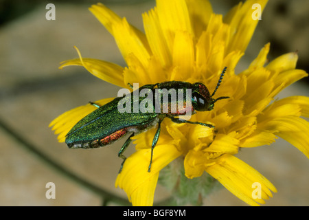 Holz-langweilig Käfer (Agrilus SP.) auf eine gelbe Blume. Stockfoto