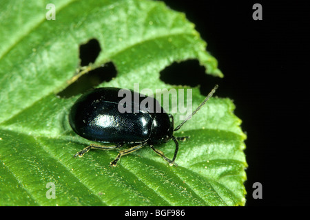 Erle Getreidehähnchen (Agelastica Alni) auf einem Blatt. Stockfoto