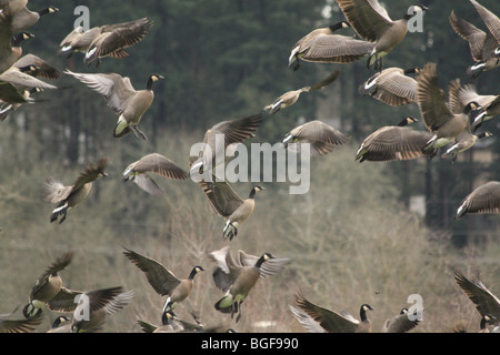 Kanadische Gänse Start während des Fluges Stockfoto