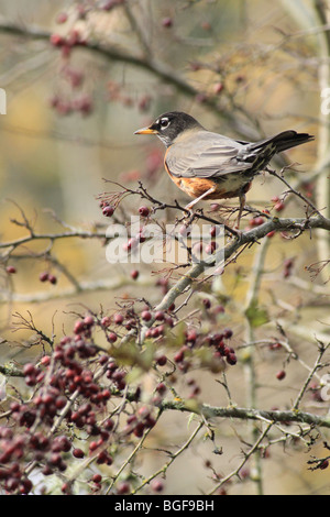 American Robin auf einem Zweig mit Beeren Stockfoto