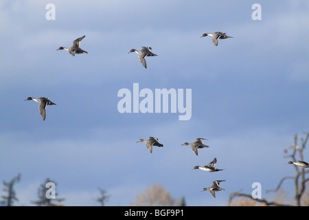 Während des Fluges nördlichen Spießente Stockfoto