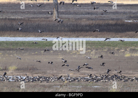 Kanadische Gänse in einer Wiese landen Stockfoto