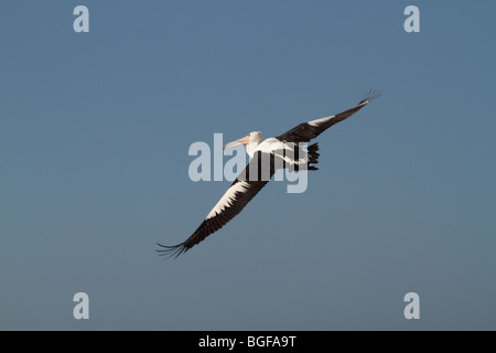 Australischer Pelikan im Flug Stockfoto