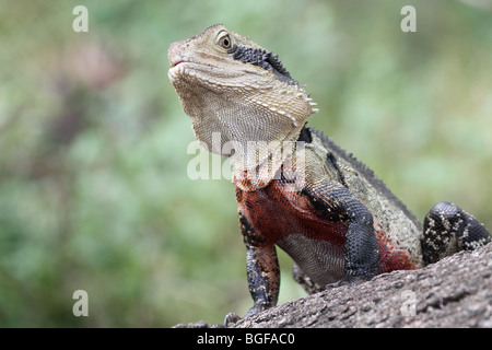 Östlichen Wasser Drachen männlich Stockfoto