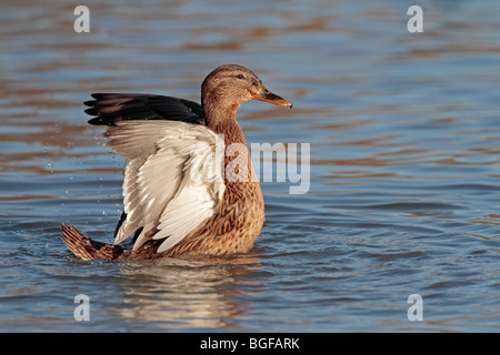 Weibliche Stockente mit den Flügeln Stockfoto