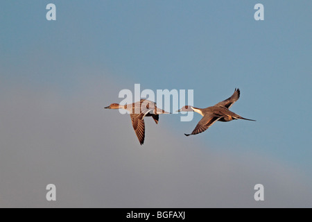 Männliche und weibliche nördlichen Pintail im Flug Stockfoto