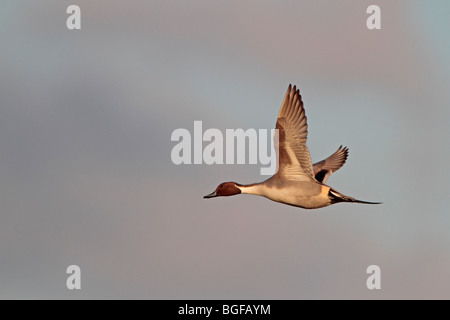 Männliche nördlichen Pintail im Flug Stockfoto