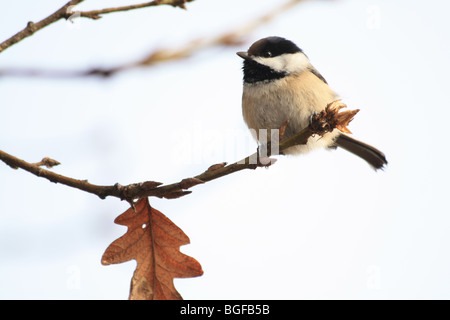 Schwarz-capped Meise auf einem Ast Stockfoto