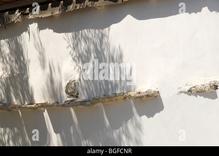 Schatten des Ölbaums an rustikale Wand Stockfoto