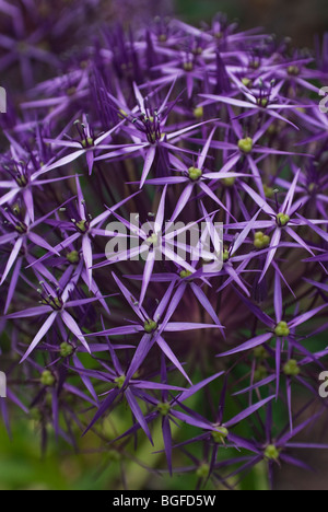 Nahaufnahme des riesigen blauen Alium Blüte im Juni Stockfoto