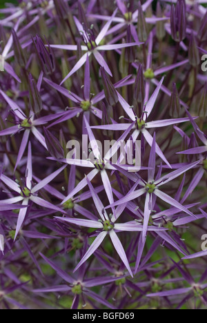 Nahaufnahme des riesigen blauen Alium Blüte im Juni Stockfoto