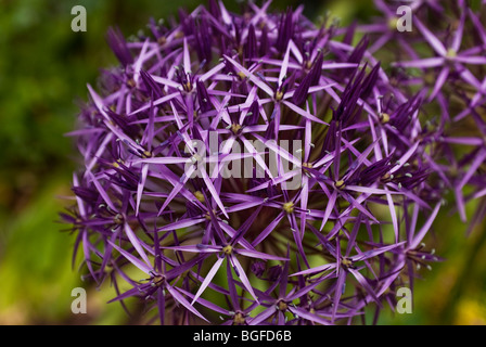 Nahaufnahme des riesigen blauen Alium Blüte im Juni Stockfoto