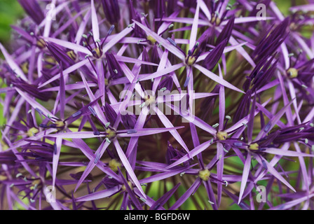 Nahaufnahme des riesigen blauen Alium Blüte im Juni Stockfoto