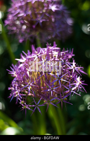 Soft-Fokus-Schuss von riesigen blauen Alium Blüte im Juni Stockfoto