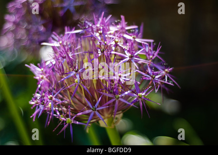 Soft-Fokus-Schuss von riesigen blauen Alium Blüte im Juni Stockfoto