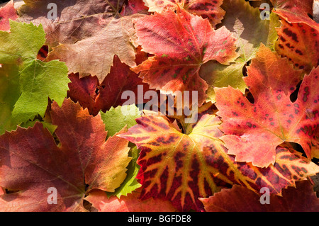 Herbstfärbung in Weinblättern gezeigt Stockfoto