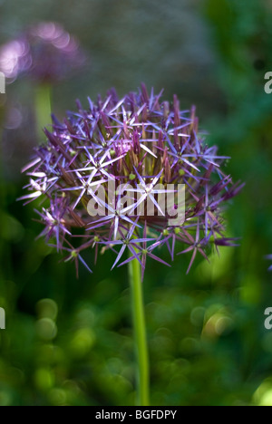 Riesige blaue Alium Blüte im Juni Stockfoto