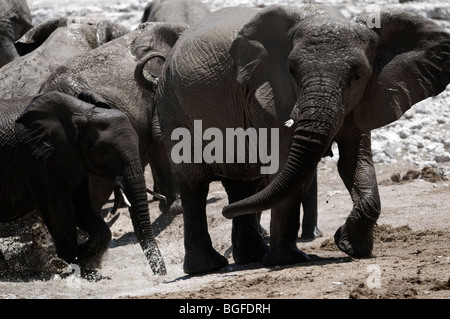 Wüste angepasst Elefanten abstauben und Baden rund um eine Wasserstelle, Etosha, Namibia Stockfoto