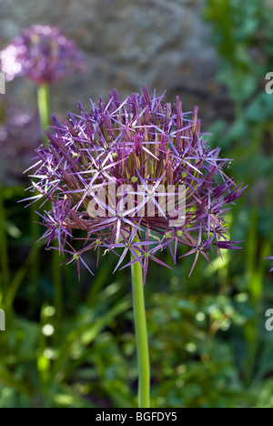 Riesige blaue Alium Blüte im Juni Stockfoto