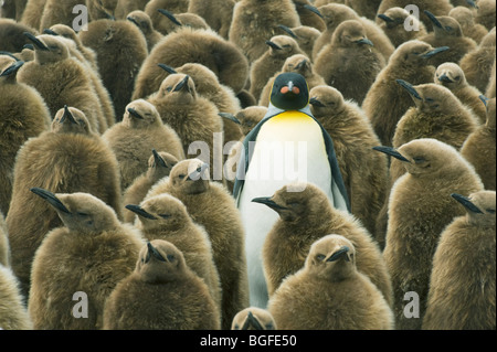 Erwachsenen Königspinguin (Aptenodytes Patagonicus) mit Küken oder "Bast Boys" Gold Harbour, Süd-Georgien Stockfoto