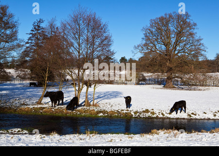 Aberdeen Angus-Rinder im Schneefeld Hertfordshire England UK Stockfoto