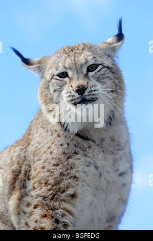 Sibirischer Luchs (Lynx lynx wrangeli) - gefangen im Winter Lebensraum, Bozeman, Montana, USA Stockfoto