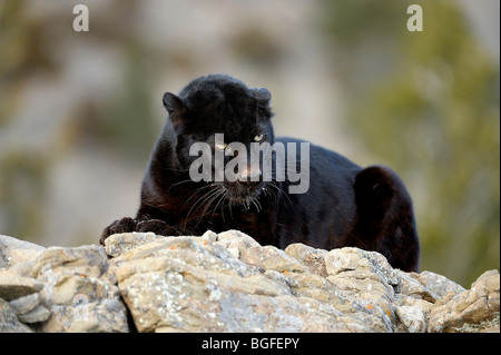 Leopard (Panthera Pardus - melanistische schwarz in Gefangenschaft, Bozeman, Montana, USA Stockfoto