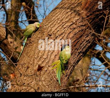 Alexandrine Sittich geflohen eupatria Stockfoto