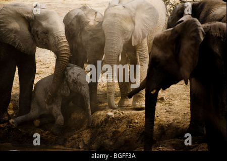 Wüste angepasst Elefanten kommen zu helfen und zu schützen ein junges Kalb an einer Wasserstelle Hobatere, Damaraland, Namibia Stockfoto