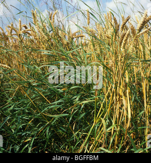 Couch oder zucken (Agropyron Repens) Blütenpflanzen in Reife Weizenernte Stockfoto