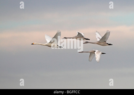 Vier Zwergschwäne im Flug Stockfoto